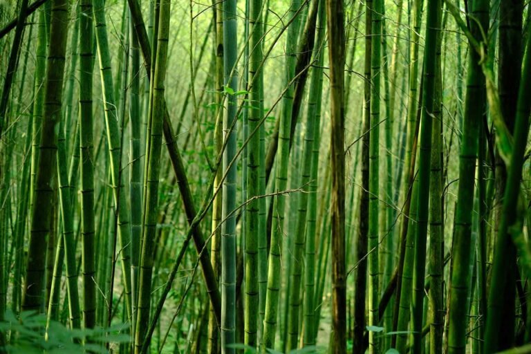 Forest Management: Balancing Ecology and Economy