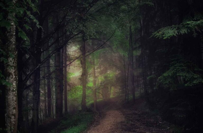 Green Logging: Timber Harvest’s Future