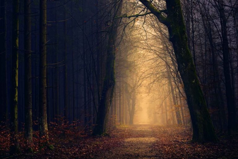 The Rising Threat of Forest Fires Globally